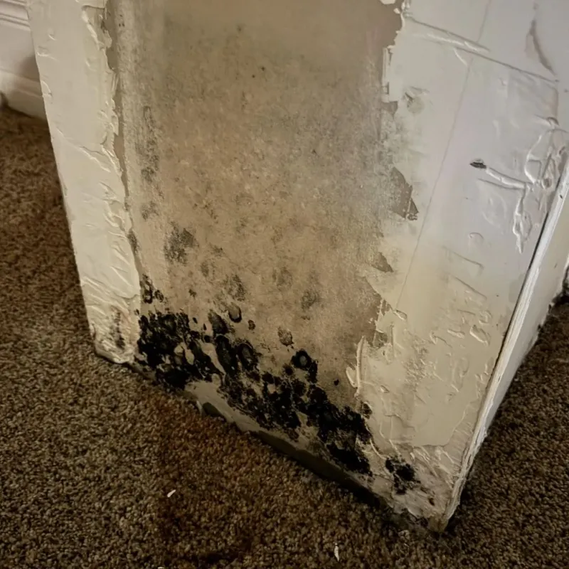 Professional Mold Removal in Lusk, WY